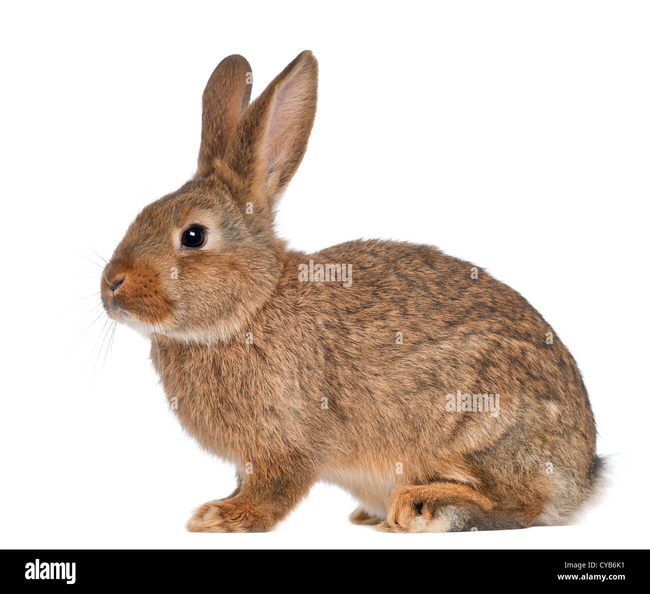 Rabbit sitting against white background Stock Photo