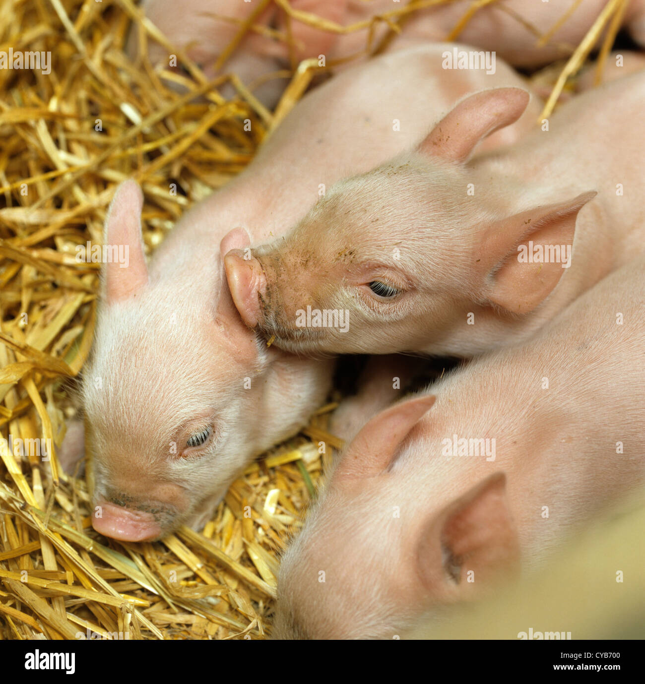 Young large white piglet weaners in pen on straw with some sleeping, Hampshire Stock Photo