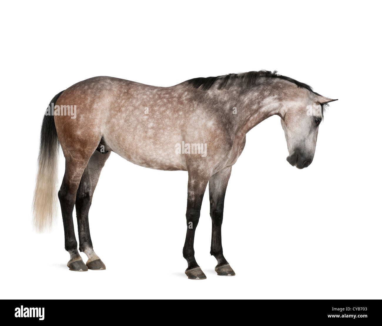 Belgian Warmblood, 6 years old, standing against white background Stock Photo
