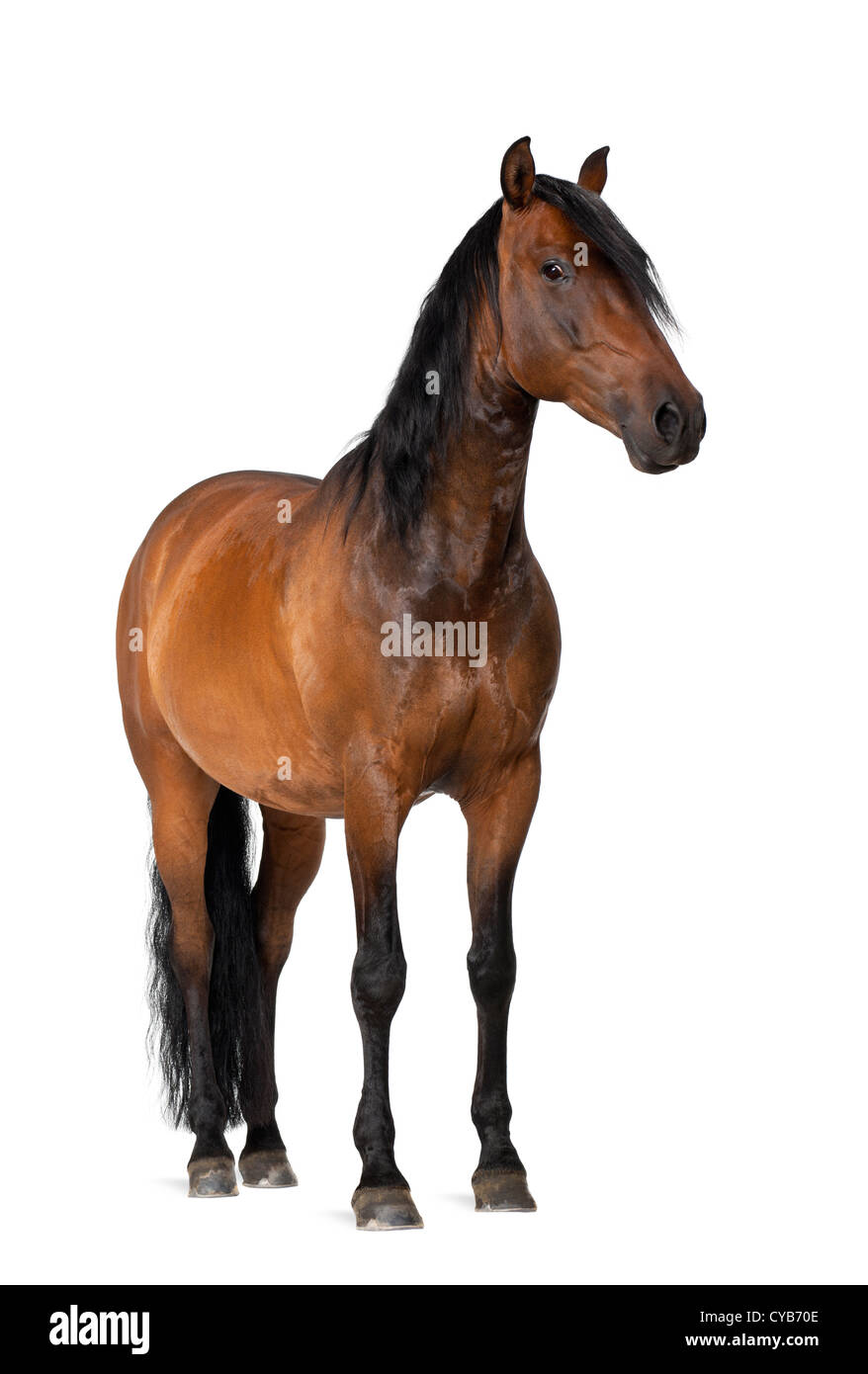 Mixed breed of Spanish and Arabian horse, 8 years old, standing against white background Stock Photo
