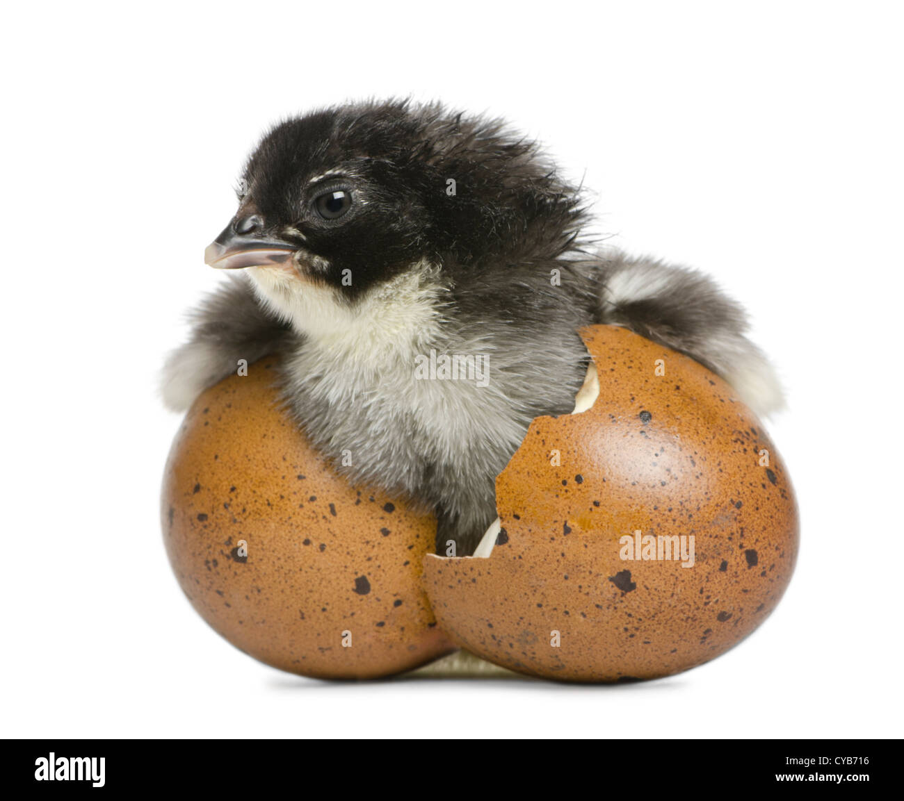 Marans chick, 15 hours old, standing in the egg from which he hatched against white background Stock Photo