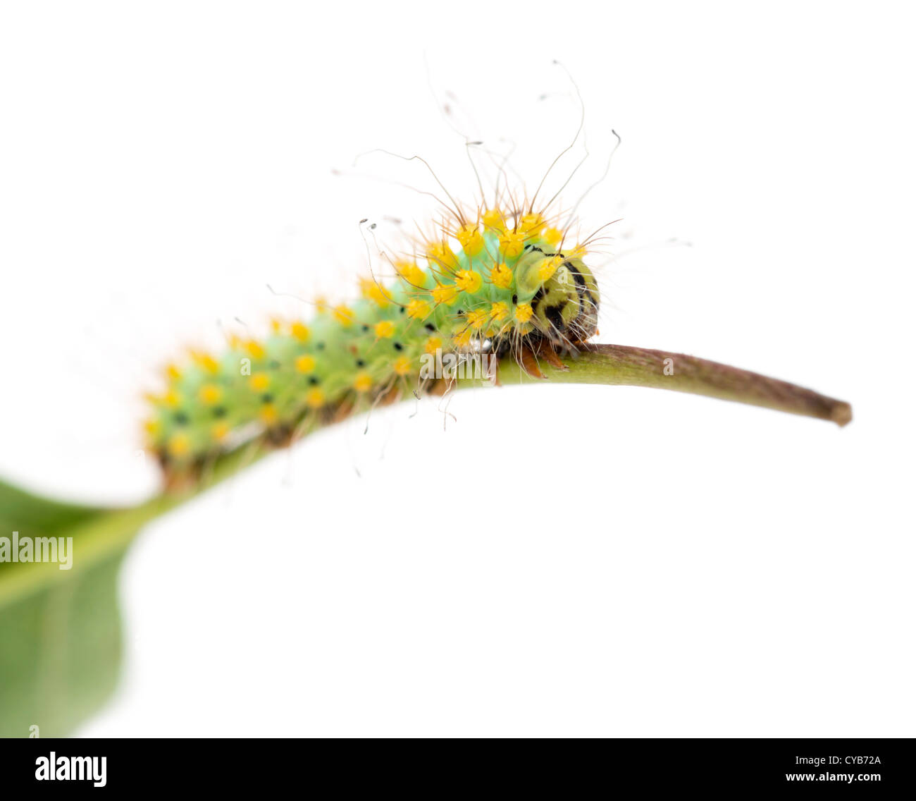 Caterpillar of the Giant Peacock Moth, Saturnia pyri, on plant stem in front of white background Stock Photo