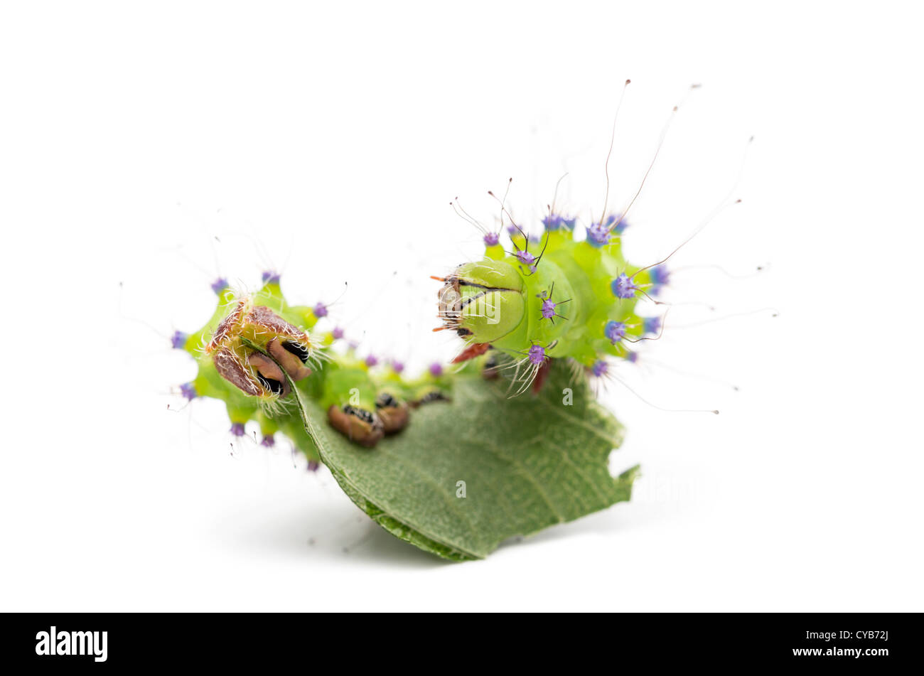 Caterpillar of the Giant Peacock Moth, Saturnia pyri, eating leaf in front of white background Stock Photo