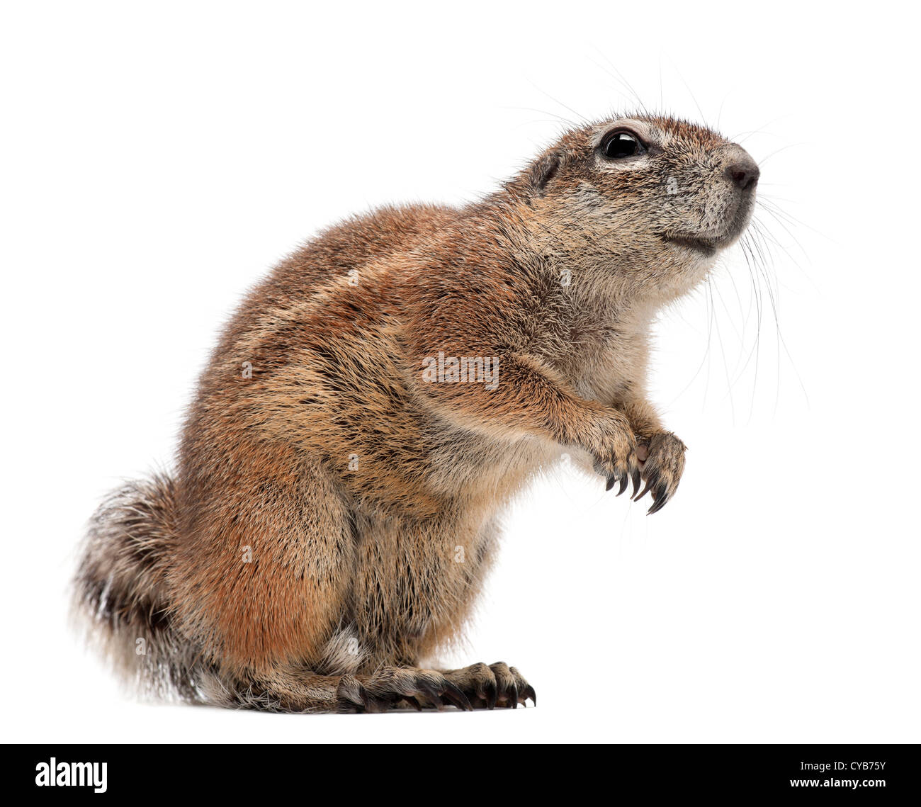 Cape Ground Squirrel, Xerus inauris, against white background Stock Photo