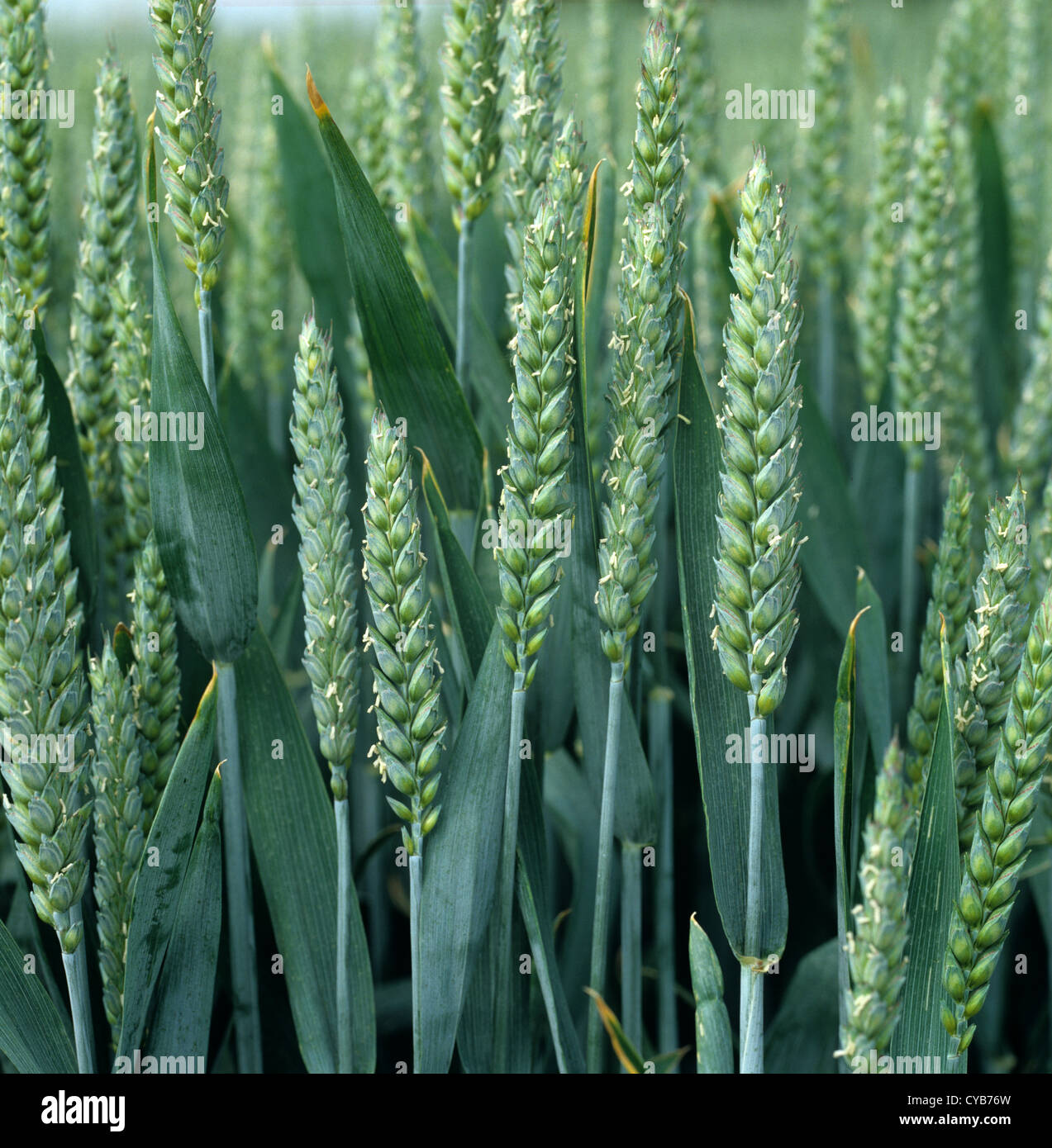 Winter wheat crop in flowering ear Stock Photo