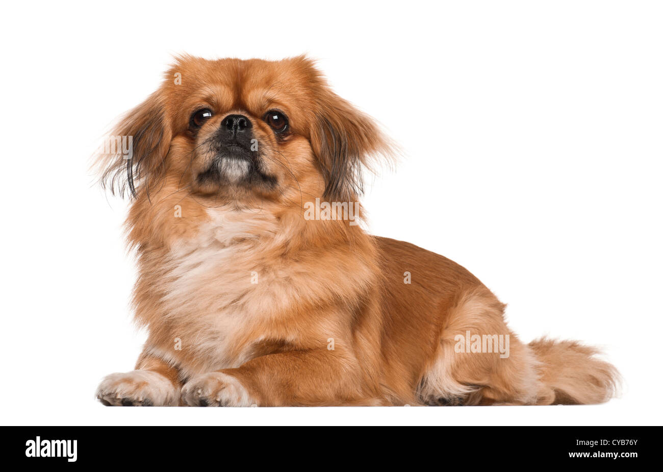 Pekingese. Pekingese Dogs. Pekingese dogs care, costs