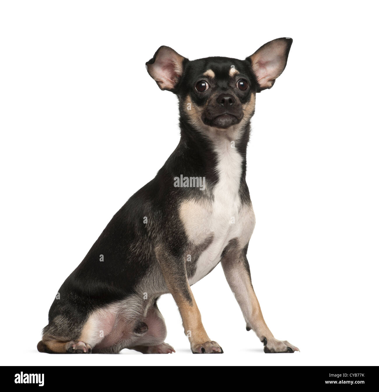 Chihuahua, 9 months old, against white background Stock Photo - Alamy