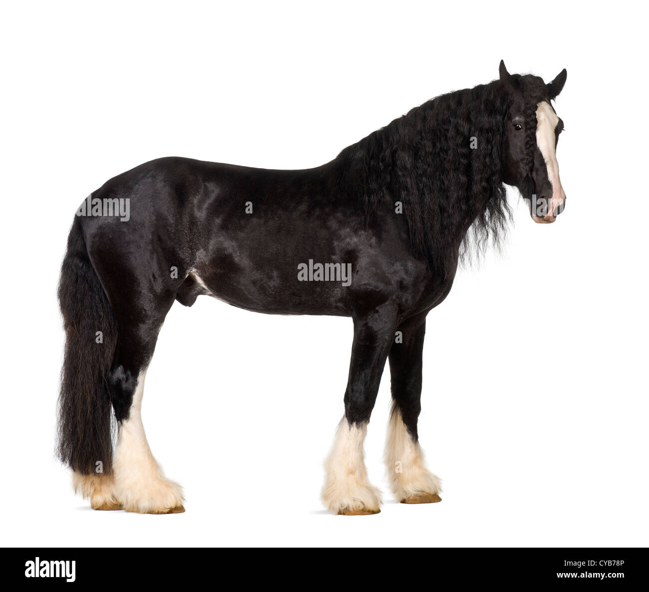 Shire Horse standing against white background Stock Photo
