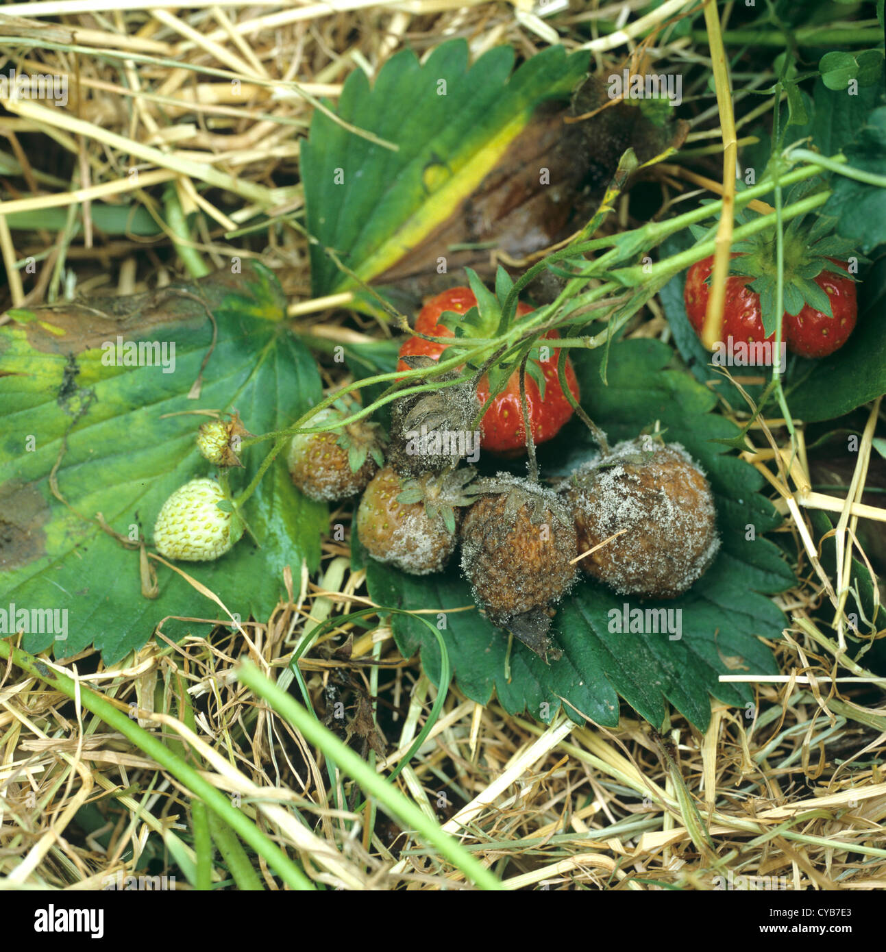 Grey mould (Botrytis cinerea) rotting strawberry fruit Stock Photo