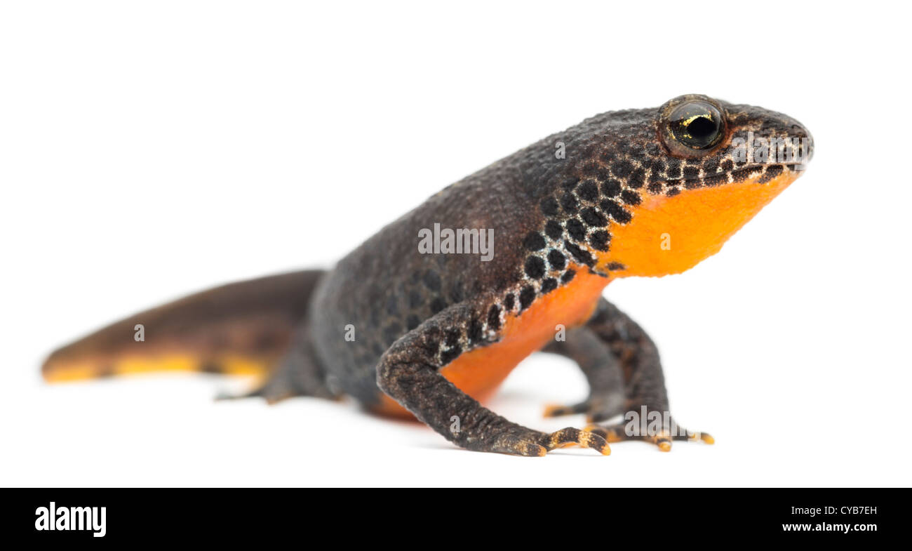Alpine newt hi-res stock photography and images - Alamy