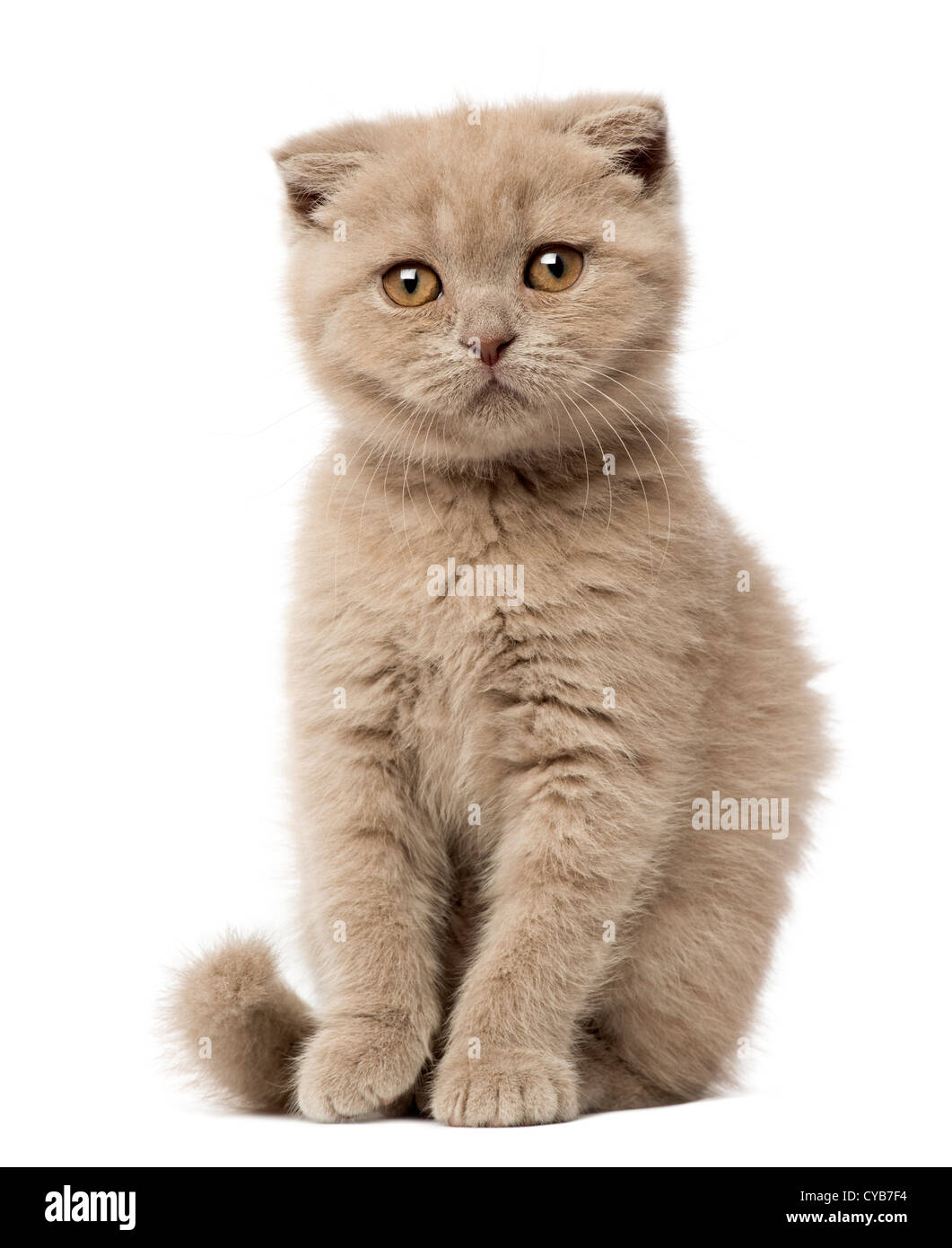 Scottish Fold Kitten, 9 weeks old, sitting against white background Stock Photo