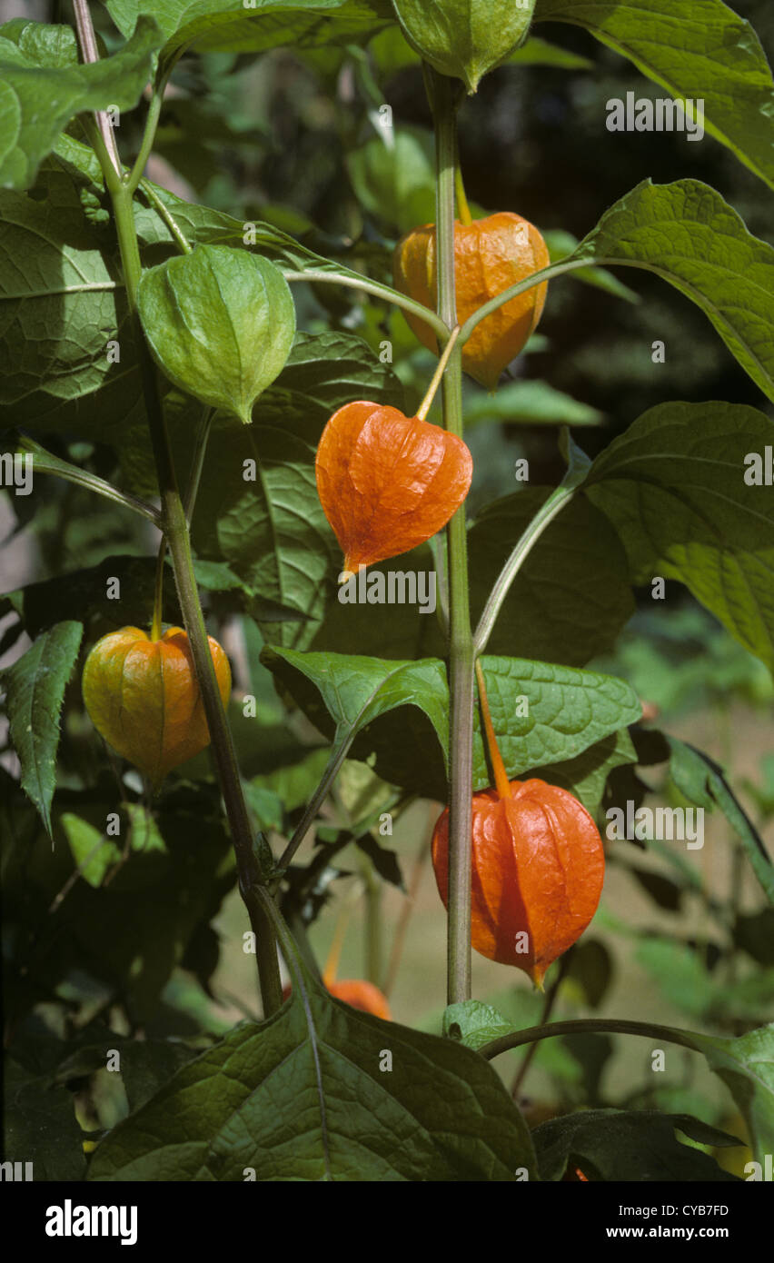 Chinese lanterns (Physalis alkekengi) fruiting with green & orange lanterns Stock Photo