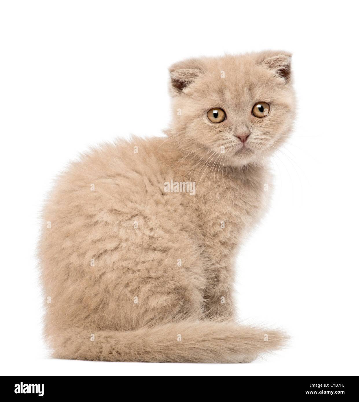 Scottish Fold Kitten, 9 weeks old, sitting against white background Stock Photo