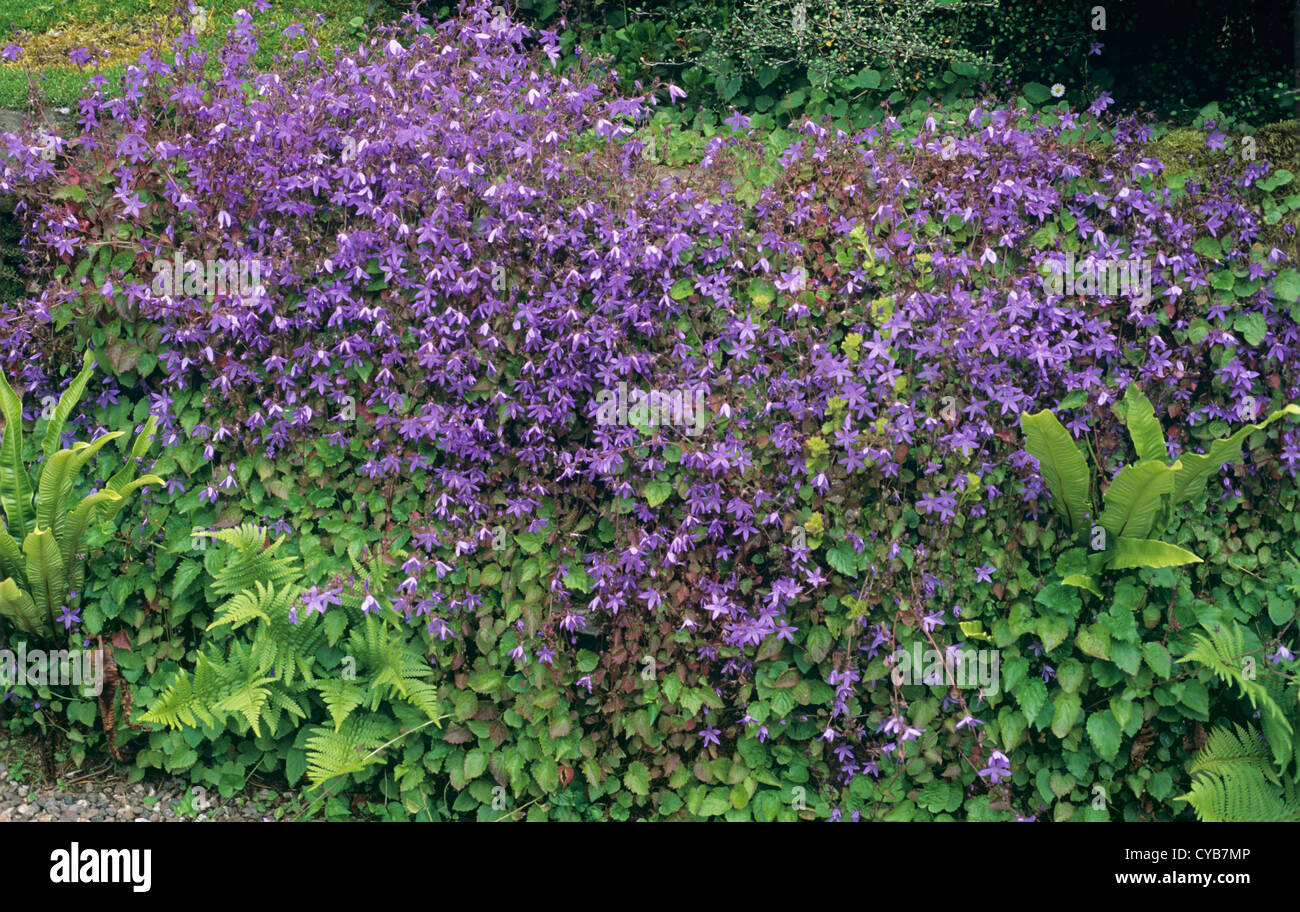 Bellflower, Campanula poscharskyana, flowering rock plant Stock Photo