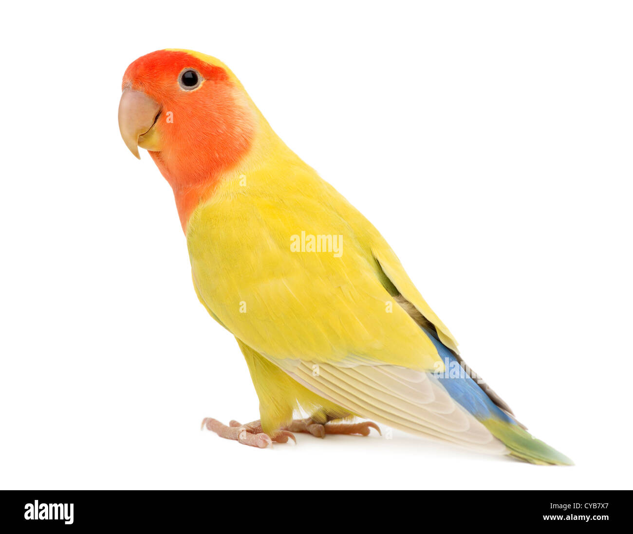 Rosy-faced Lovebird, Agapornis roseicollis, also known as the Peach-faced Lovebird against white background Stock Photo