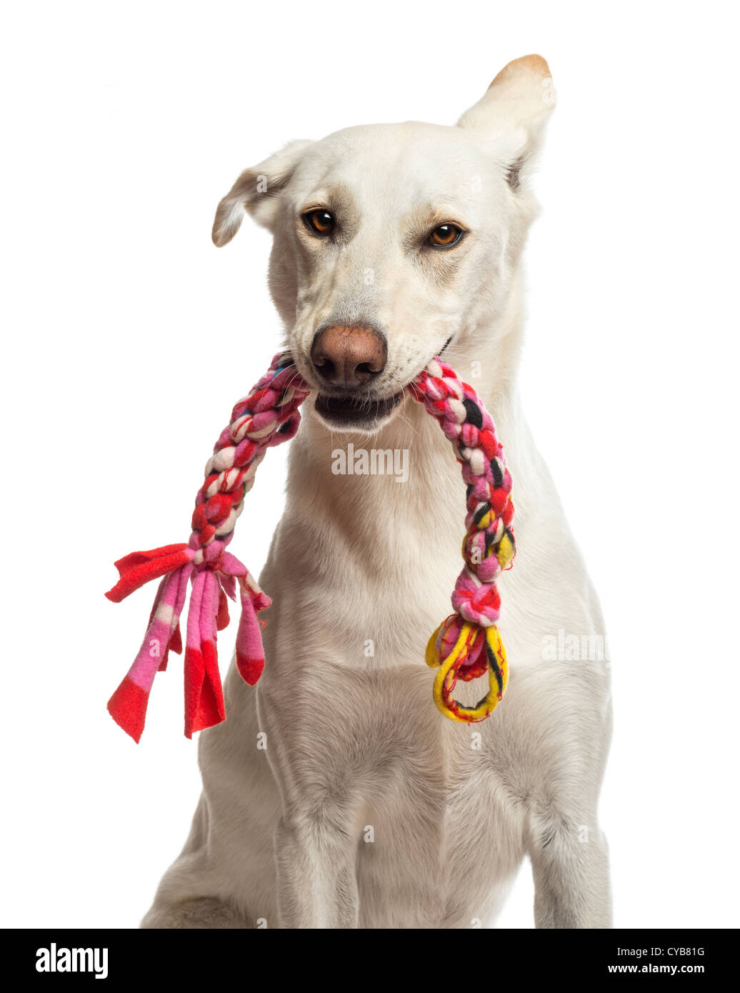 Crossbreed dog holding a toy in its mouth looking at the camera against white background Stock Photo