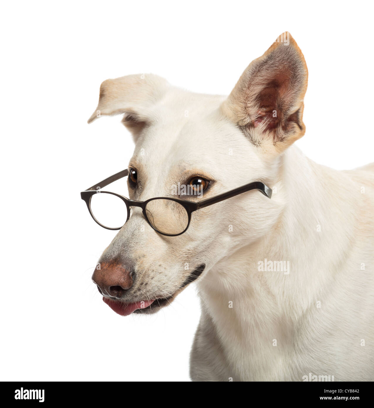 Crossbreed dog wearing glasses against white background Stock Photo - Alamy