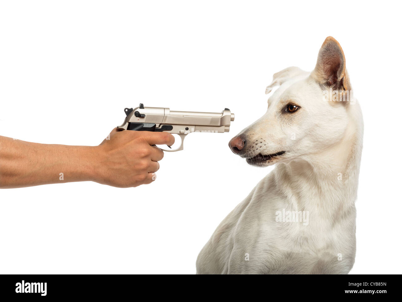 Dog shooting sale gun