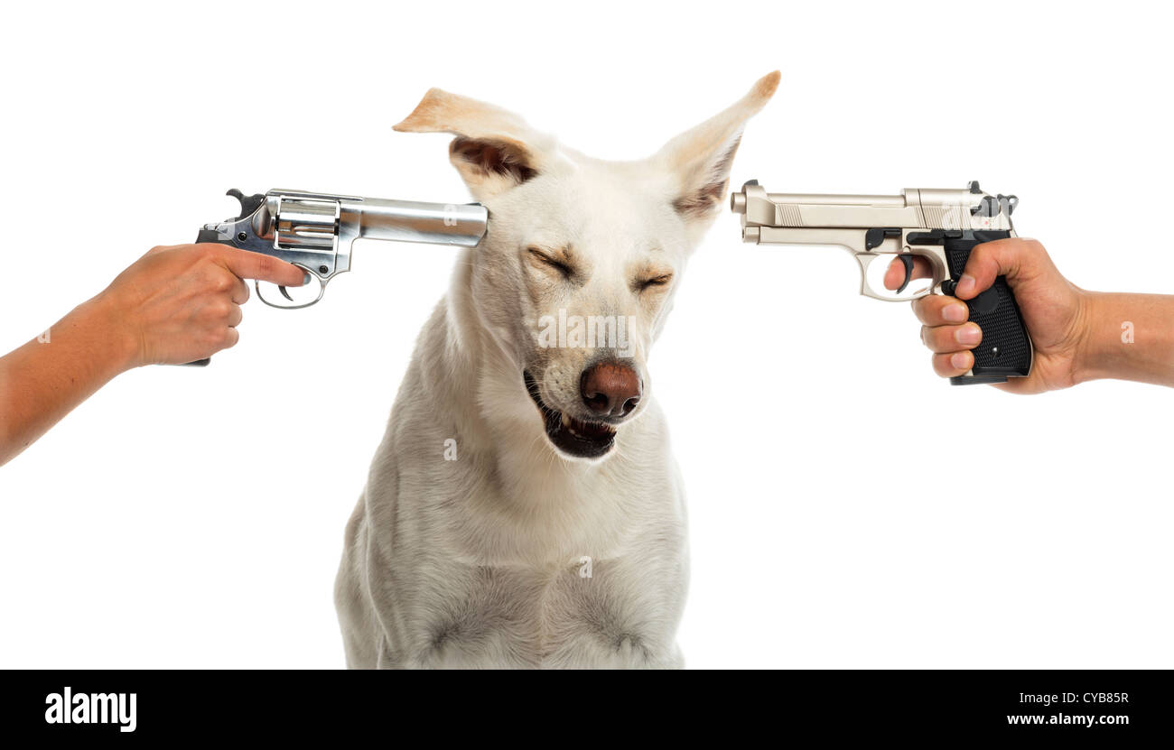 Two guns pointed at Crossbreed dog against white background Stock Photo