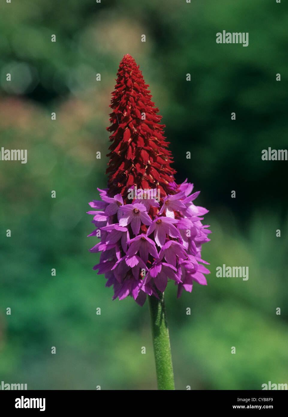 Red & purple Primula vialli flower spike with half the florets open Stock Photo