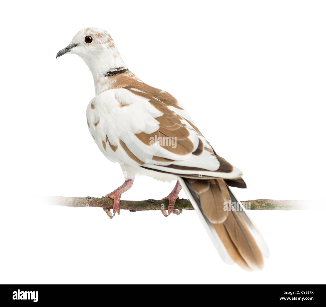 Rear view of an African Collared Dove, Streptopelia roseogrisea, perched on a branch against white background Stock Photo