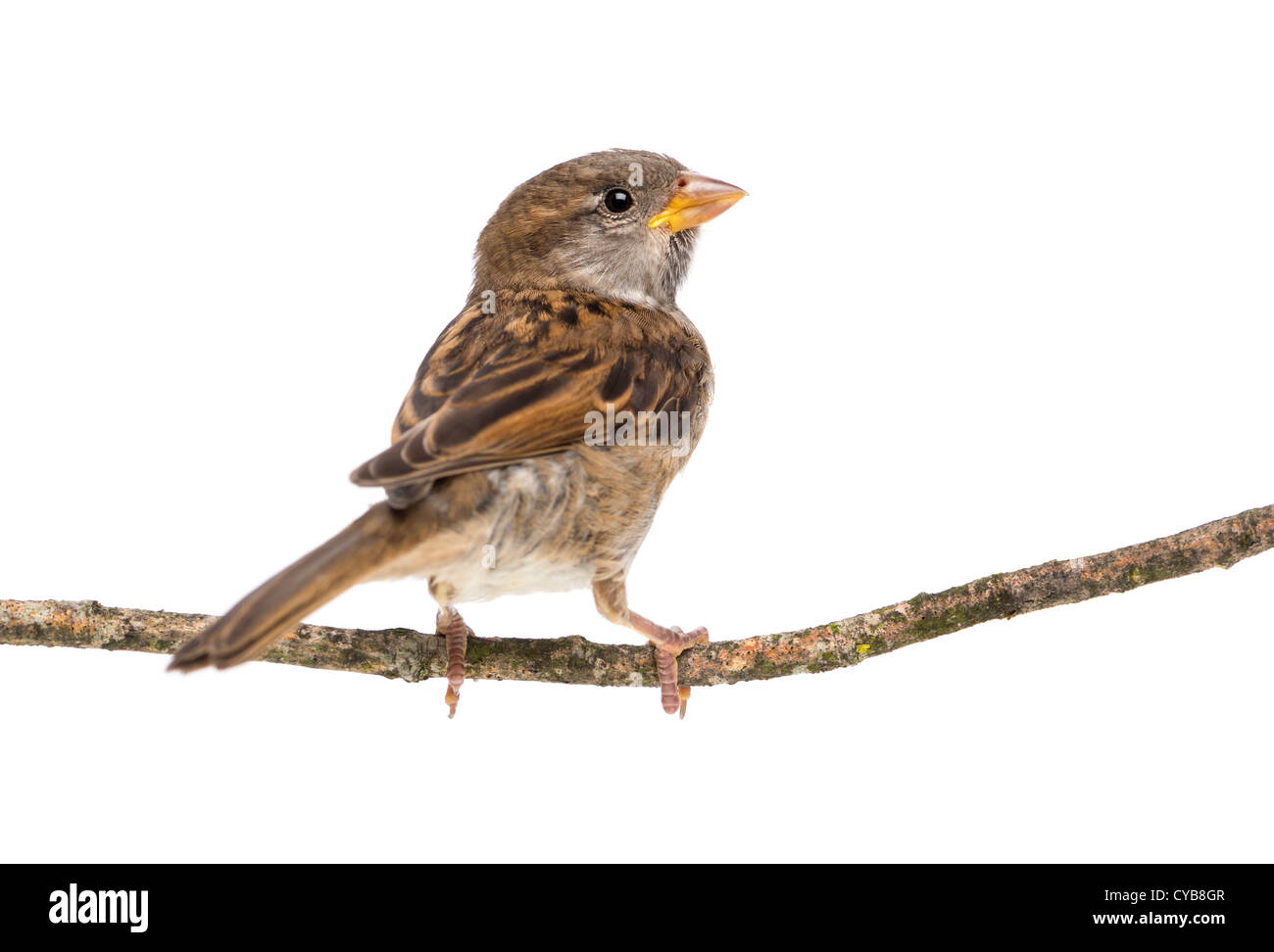 Female House Sparrow, Passer domesticus, on branch against white background Stock Photo