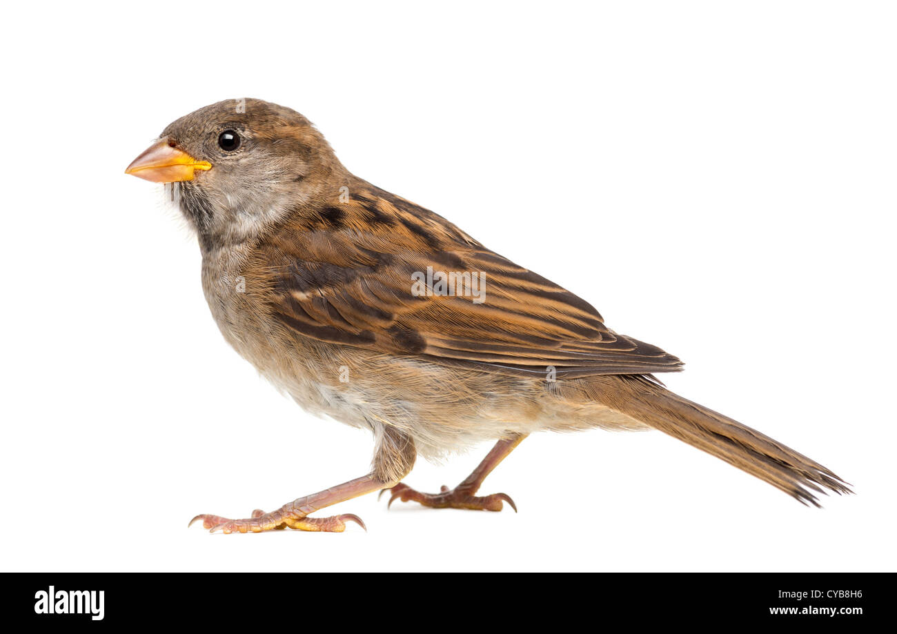 Female House Sparrow, Passer domesticus, against white background Stock Photo