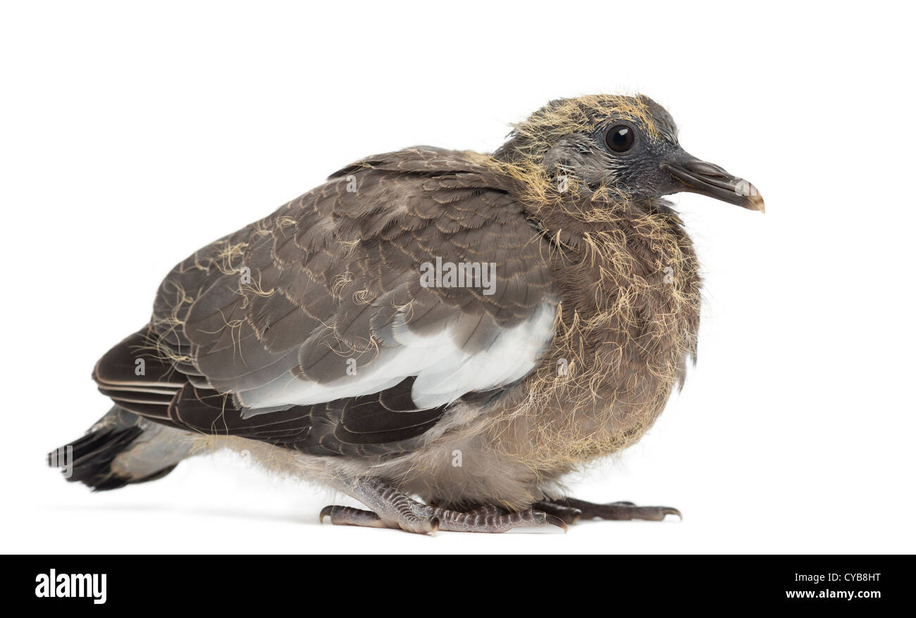 Wood Pigeon High Resolution Stock Photography And Images Alamy Wood Pigeon High Resolution Stock Photography And Images Alamy