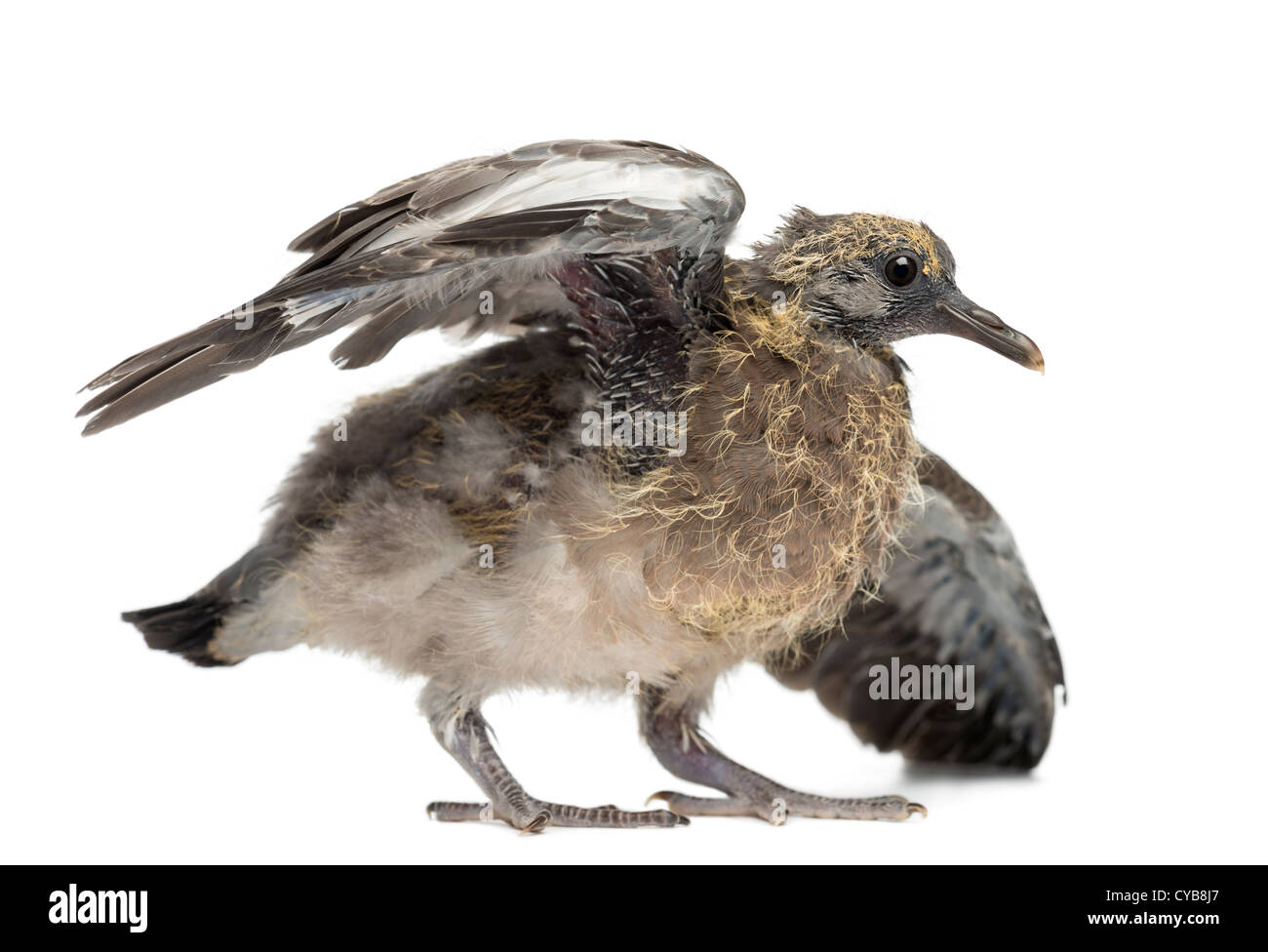Young Common Wood Pigeon Columba Palumbus Stretching Wings Against White Background Stock Photo Alamy