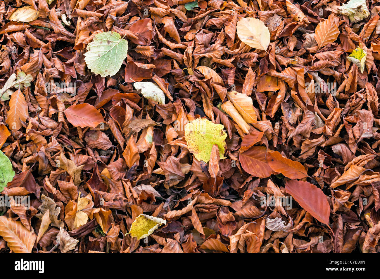 Fallen beech leaves Stock Photo