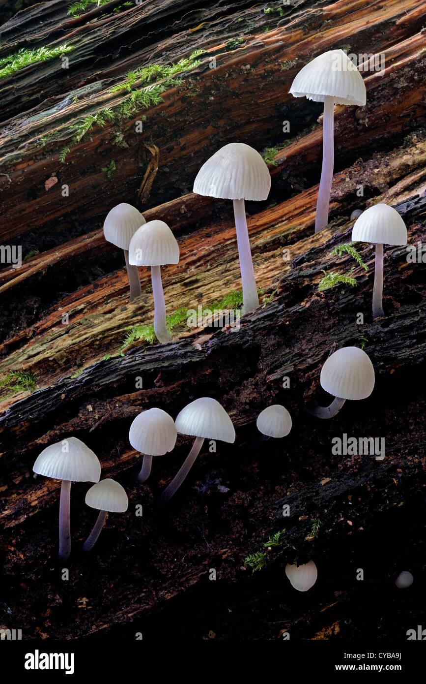 Tiny mushroom fungi on log Stock Photo