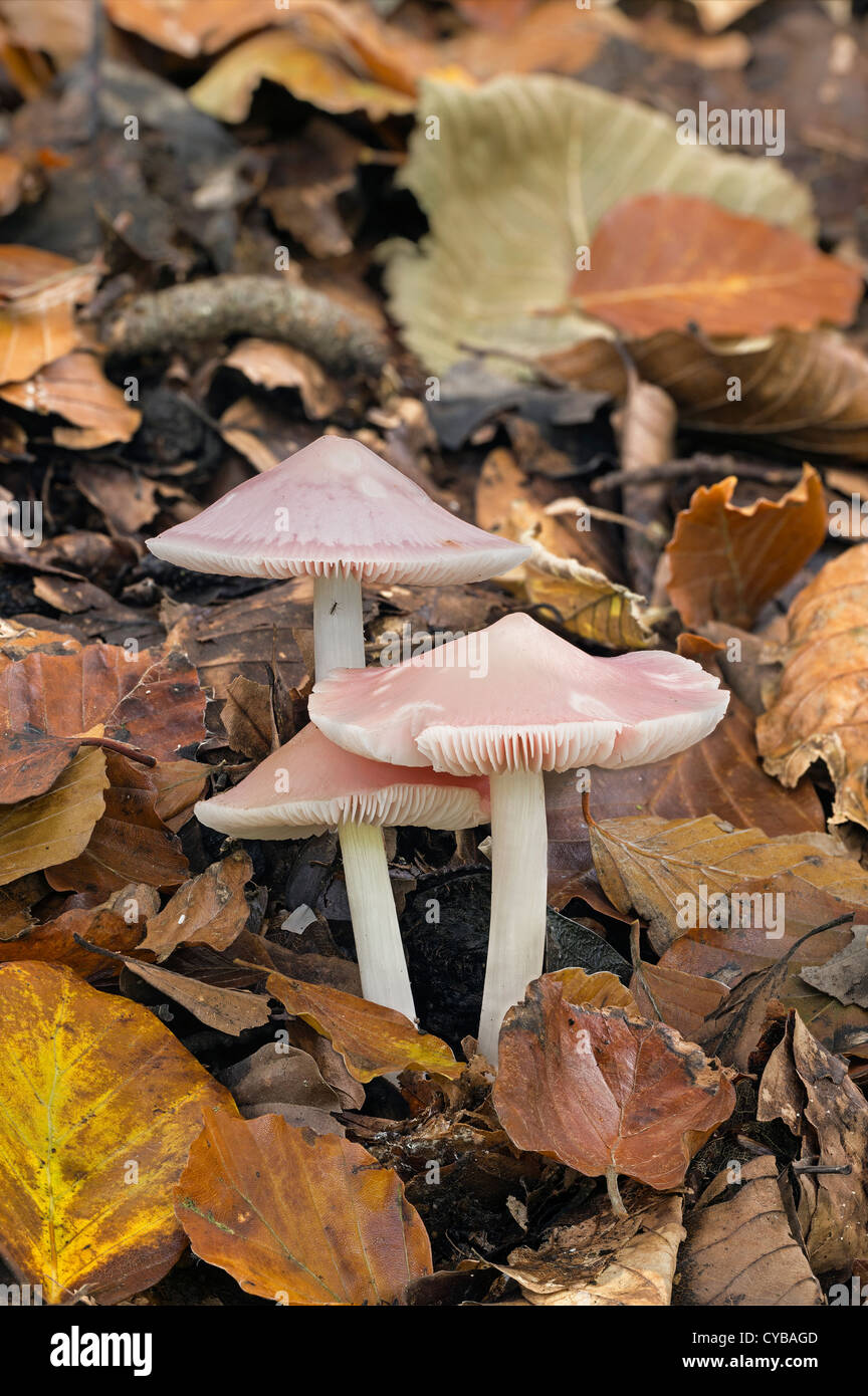 Mycena rosea Rosy Bonnet mushrooms fungi Stock Photo