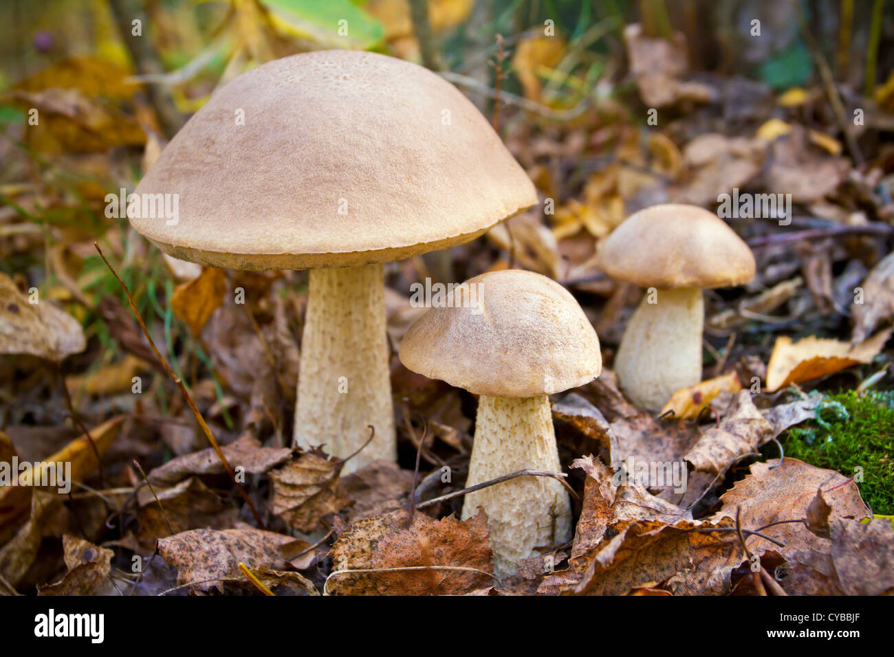 Autumn forest eatable mushrooms close-up Stock Photo