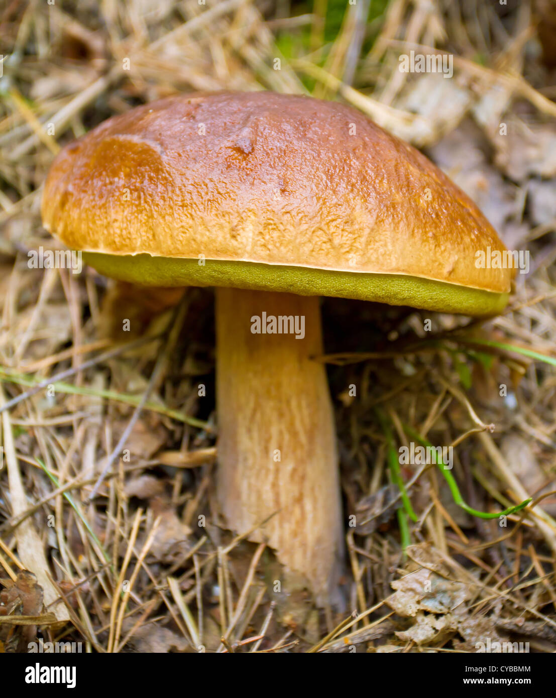 Autumn forest eatable mushroom close-up Stock Photo