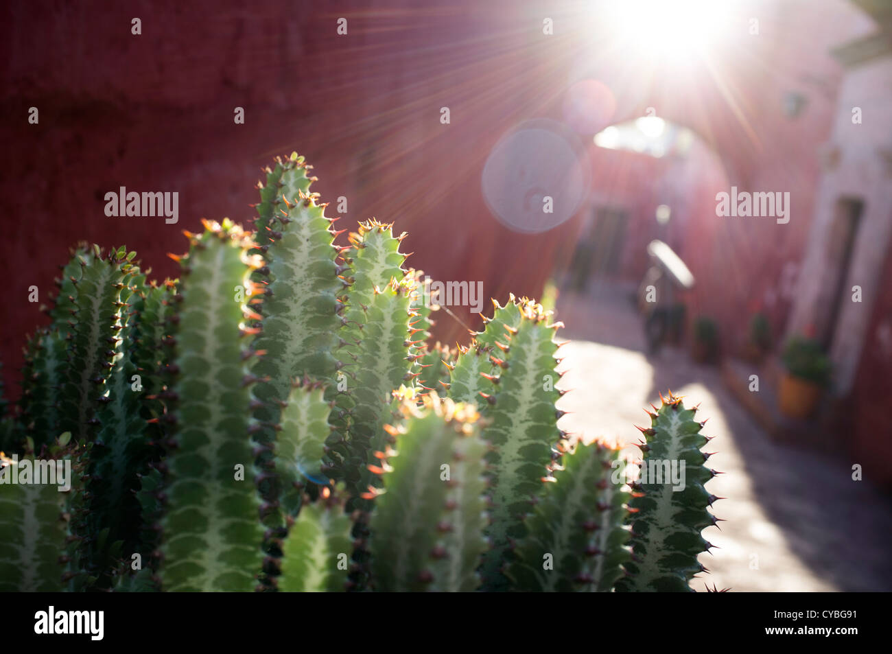 Cactus plants in the Monasterio de Santa Catalina. Arequipa,Peru. Stock Photo