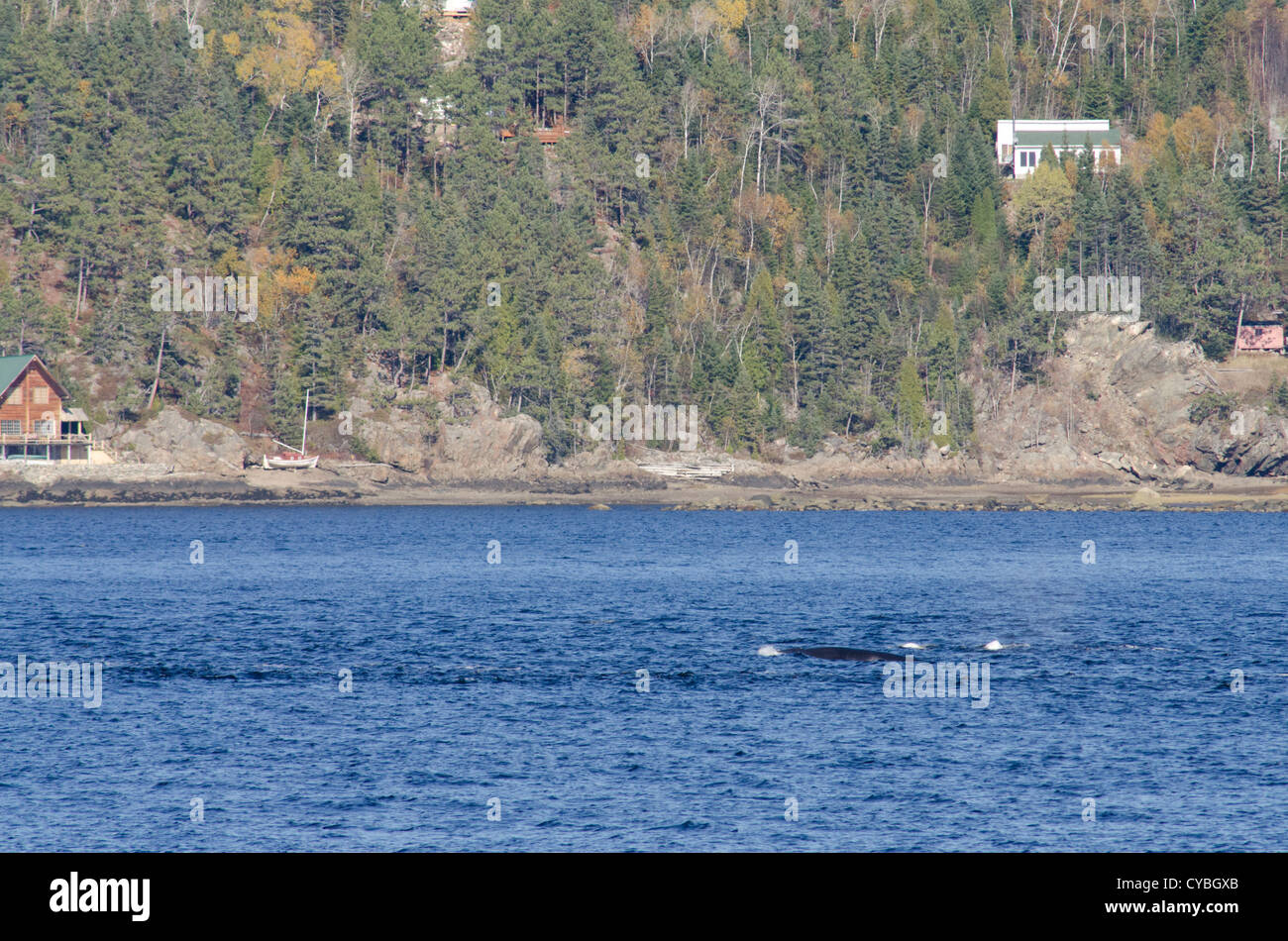 Canada, Quebec, St. Lawrence River. Beluga whales and Fin whale aka Finback (Balaenoptera physalus). Saguenay–St. Lawrence River Stock Photo