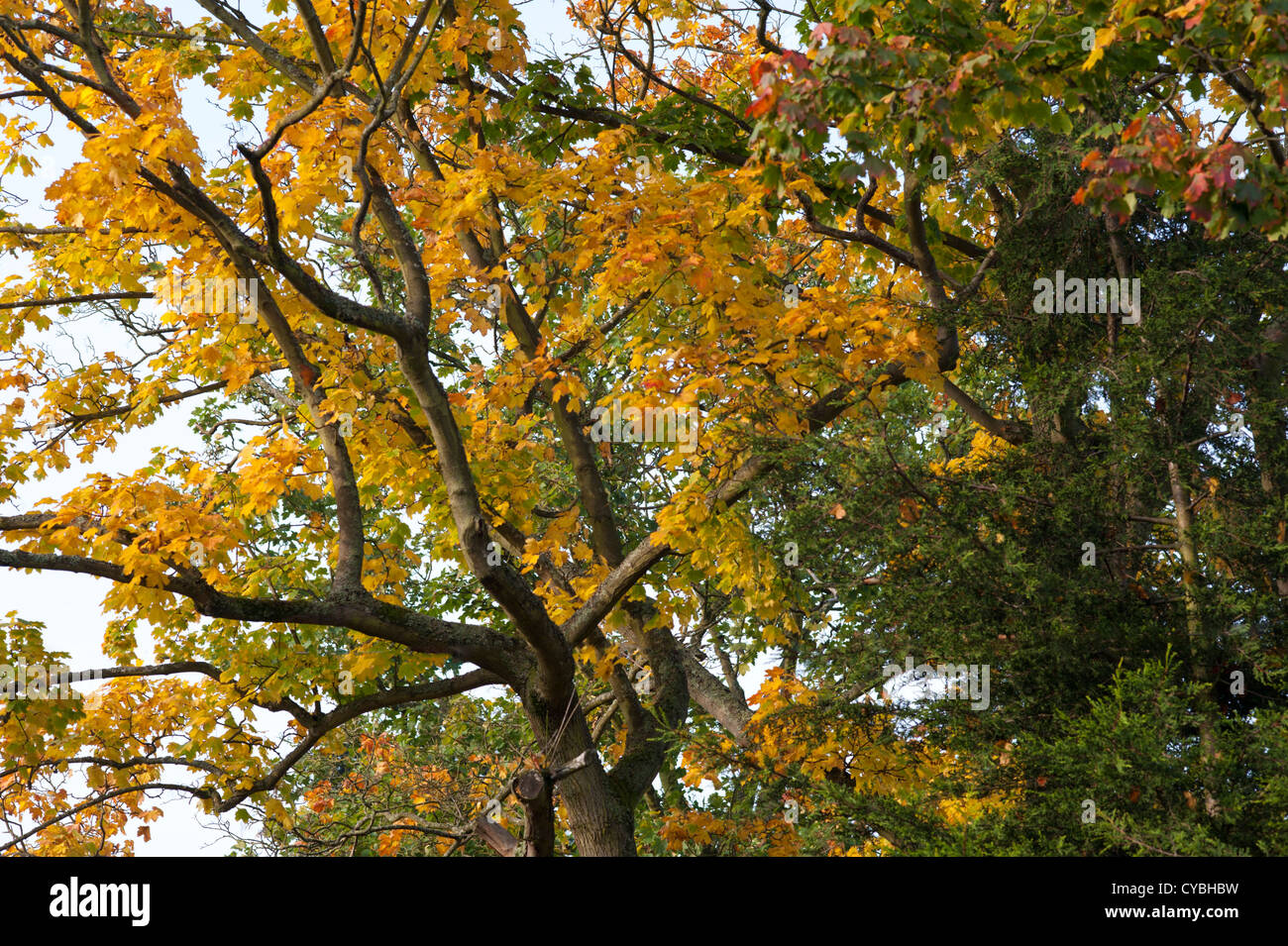 Autumnal colours in deciduous trees, Claygate, Esher, Surrey, UK. October. Stock Photo