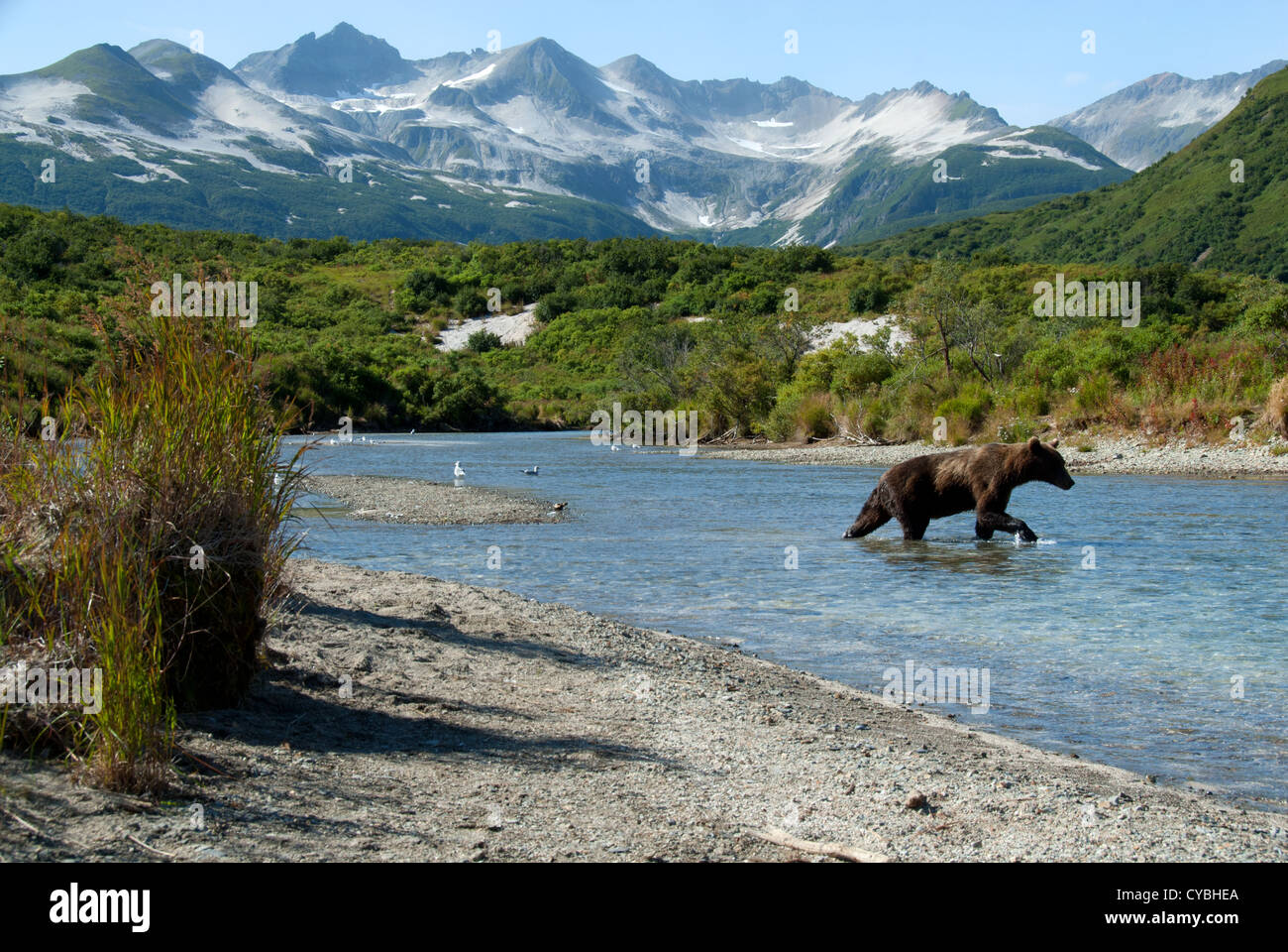 Brown bear fishing in Kinak river, Kinak Bay, Katmai NP. Alaska Stock Photo