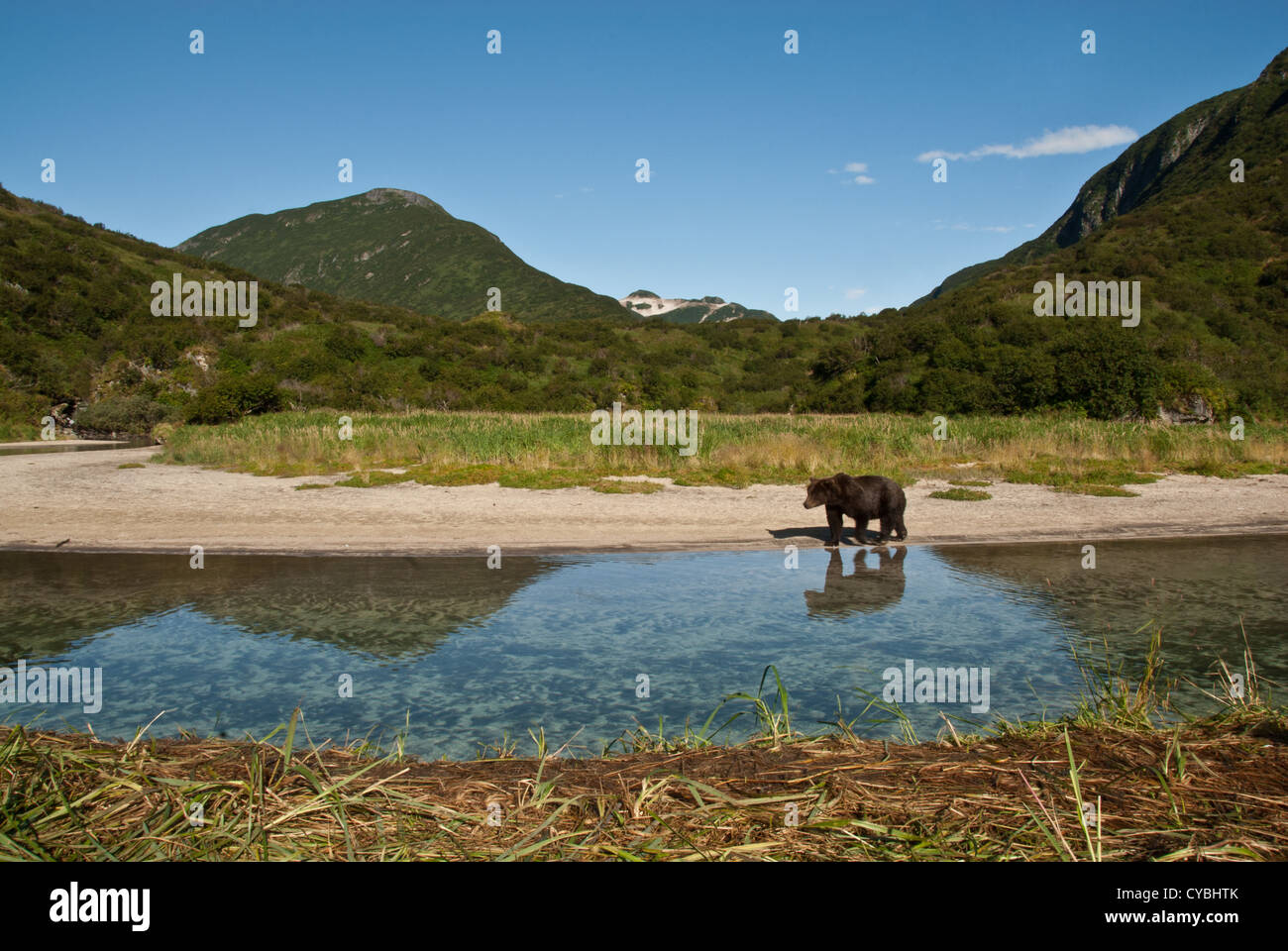 Brown Bear walking along Kuliak River, Kuliak Ba, Katmai NP coast, Alaska Stock Photo