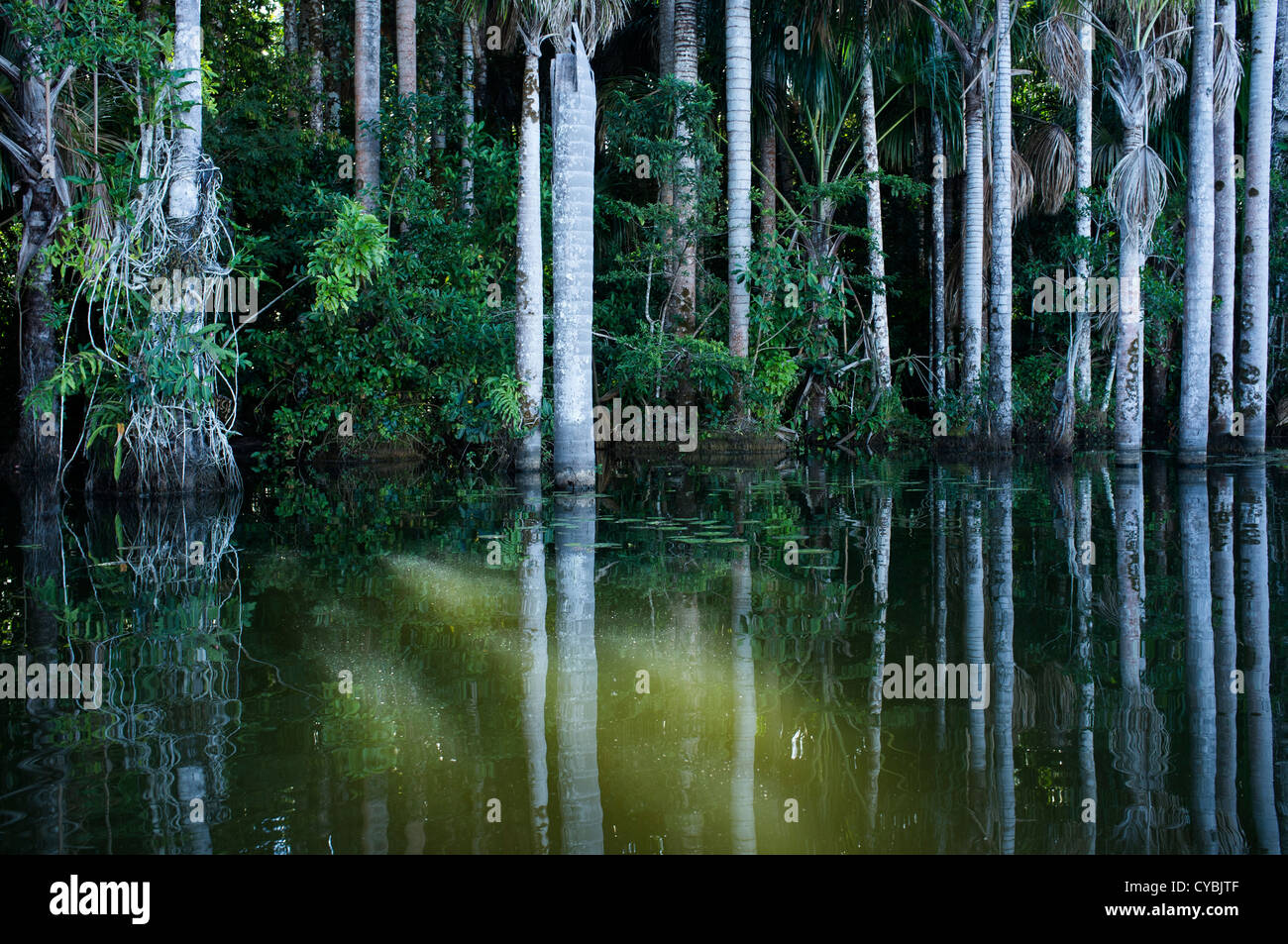 Sandoval Lake in the Amazon basin. Peru Stock Photo - Alamy