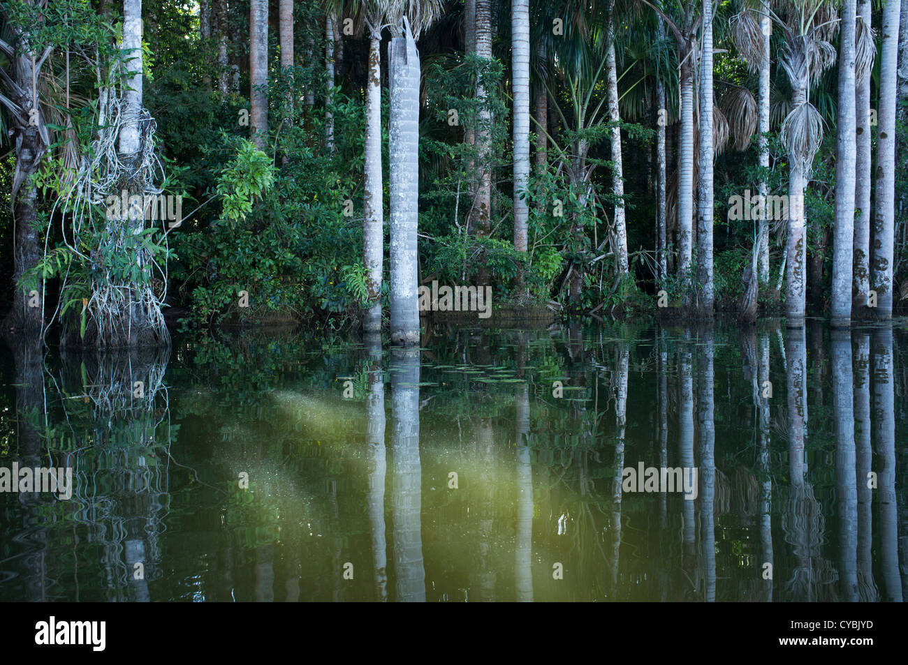 Sandoval Lake in the Amazon basin. Peru Stock Photo - Alamy
