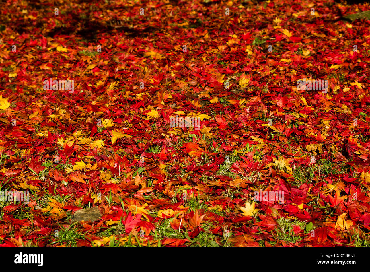 Red and yellow Maple tree leaves lie on the ground on a sunny day in autumn Stock Photo