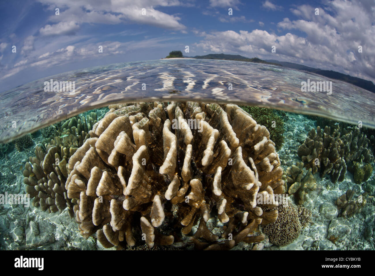A robust coral colony, Pocillopora eydouxi, grows on a shallow reef flat. Batanta, Raja Ampat, Papua, Indonesia, Pacific Ocean. Stock Photo