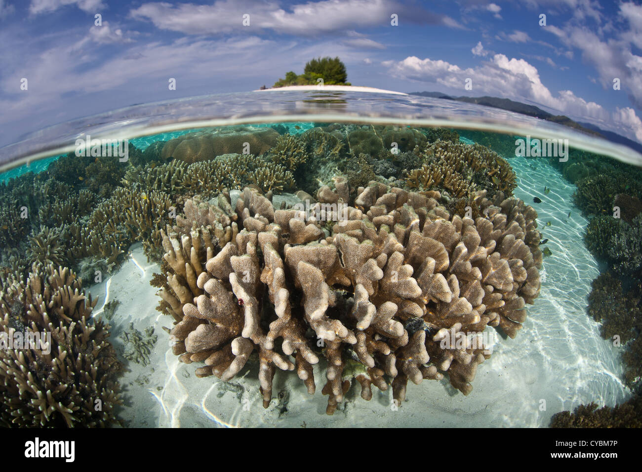 A diverse coral reef grows in shallow water near an idyllic island in ...