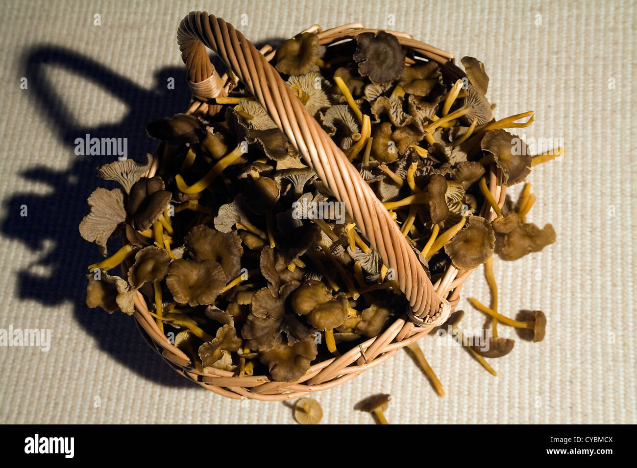 Trumpet Chanterelle. A wicker basket with fresh newly collected mushrooms “Cantharellus tubaeformis” Stock Photo