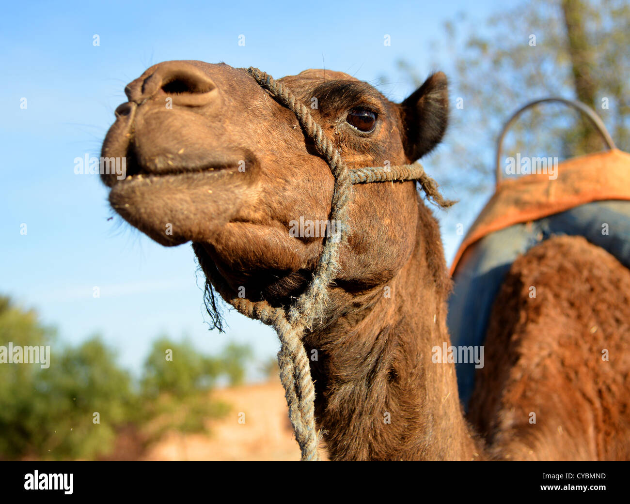 Camel Hoof High Resolution Stock Photography and Images - Alamy