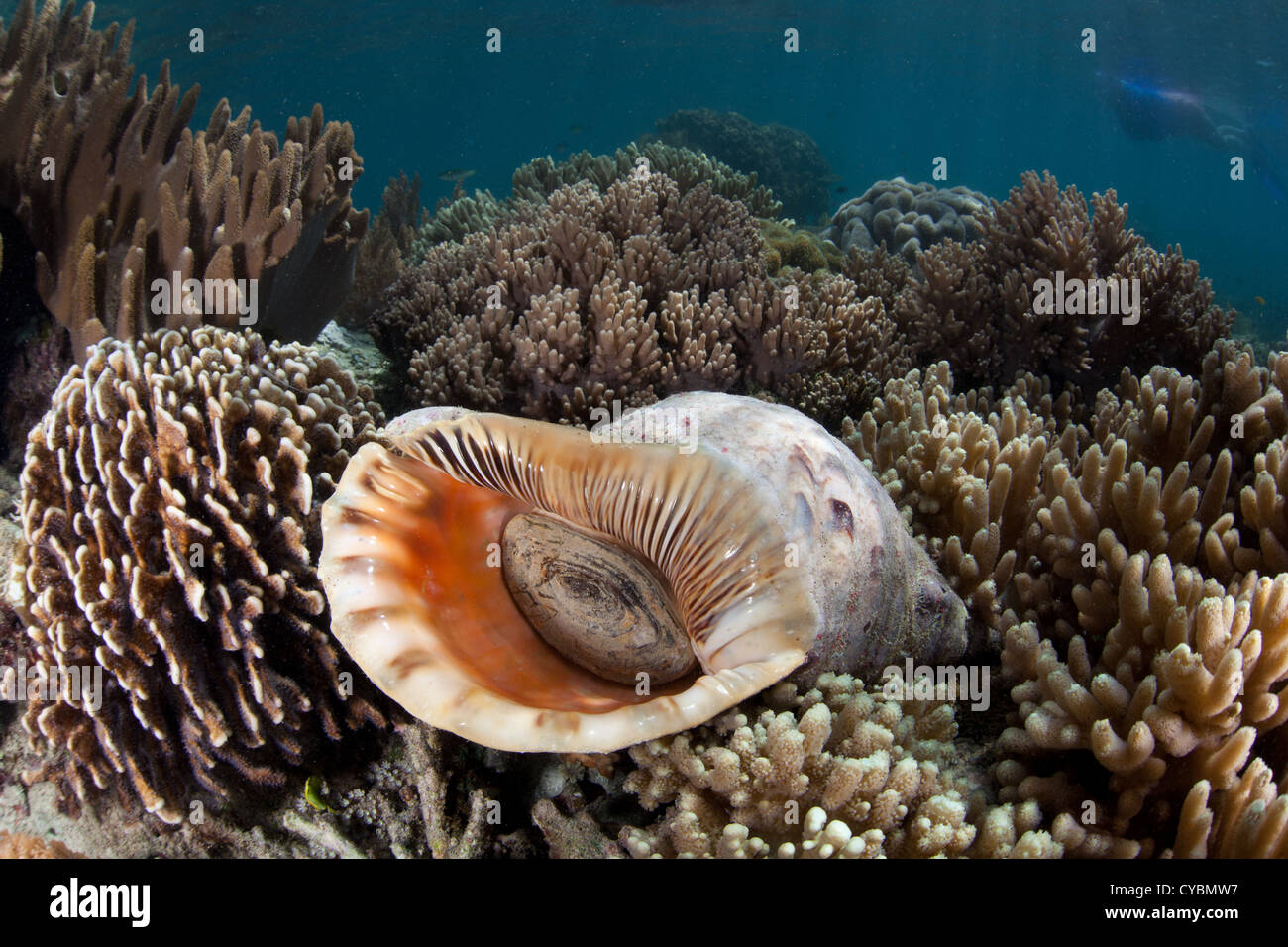 A giant Triton trumpet shell (Charonia tritonis) sits on a shallow coral reef in the western Pacific Ocean where it is native. Stock Photo