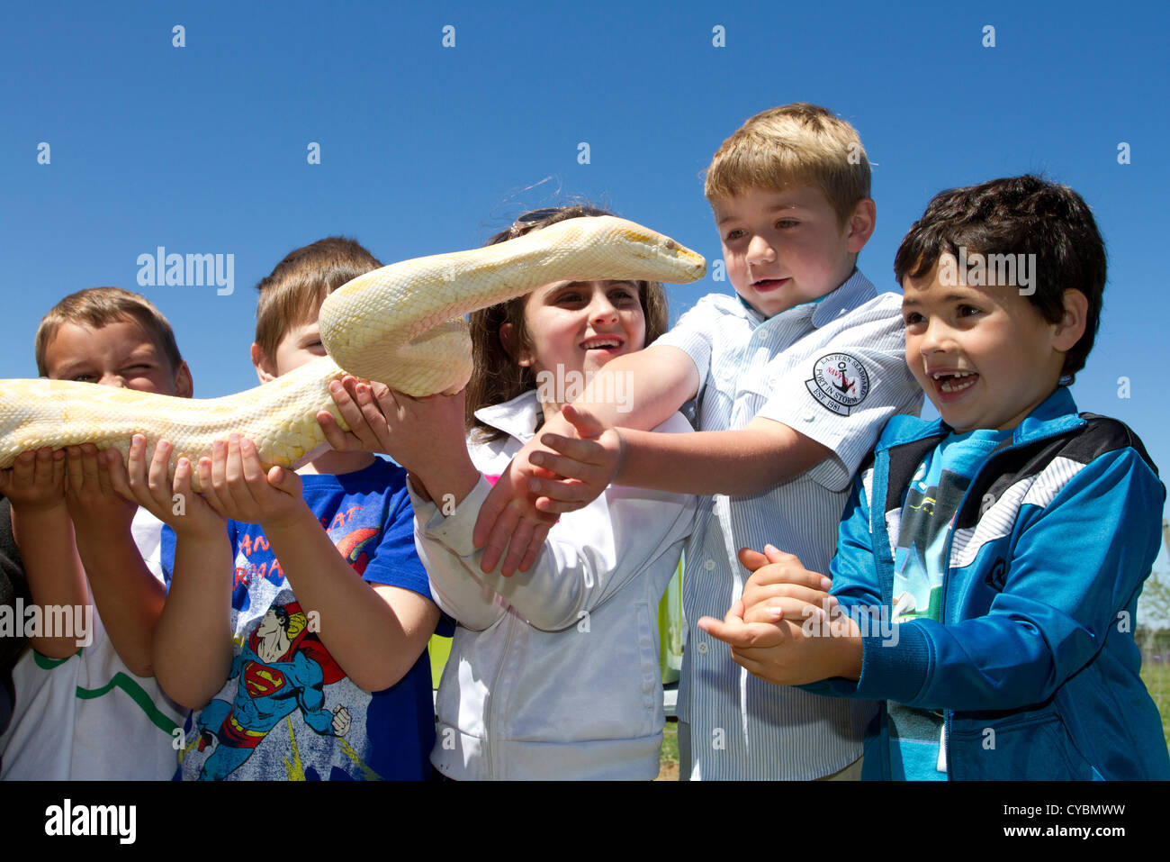 Children interact with a python snake at Giraffe House near Cape Town ... image.