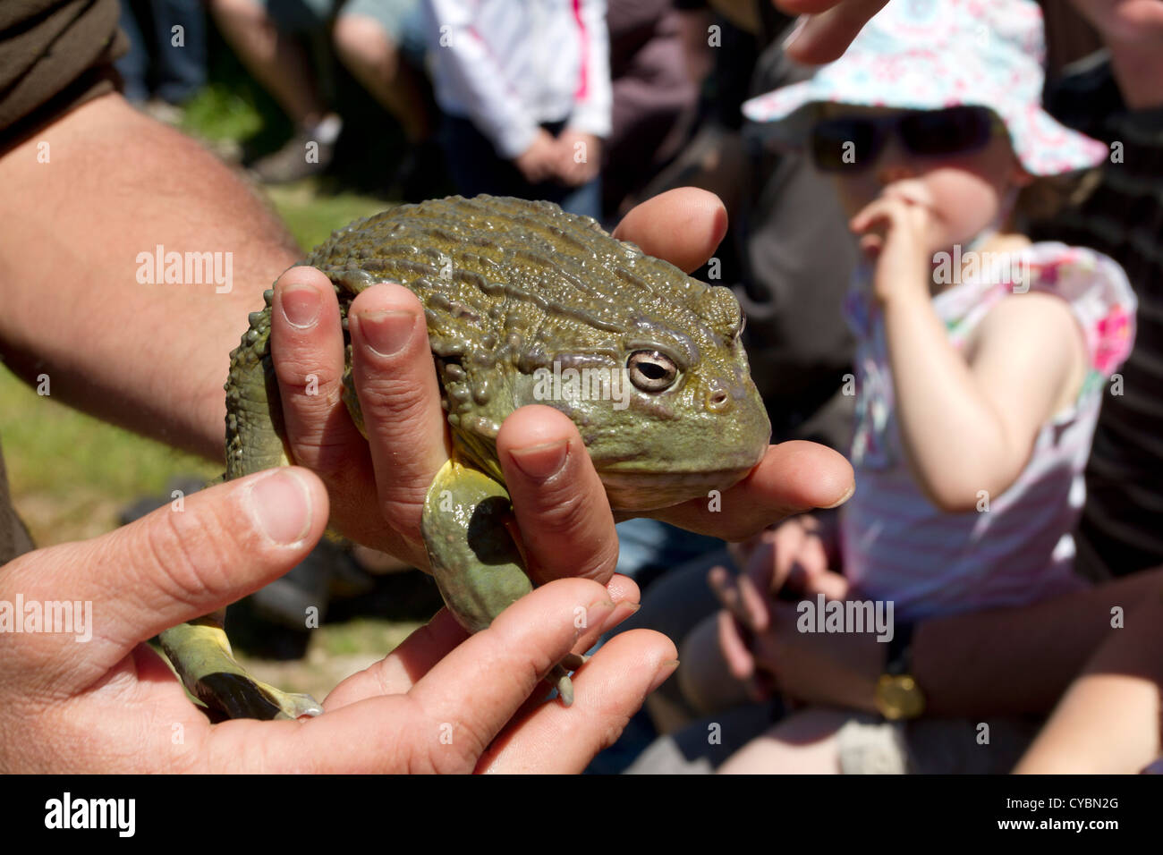 Children interact with a frog at a reptile education event. Stock Photo