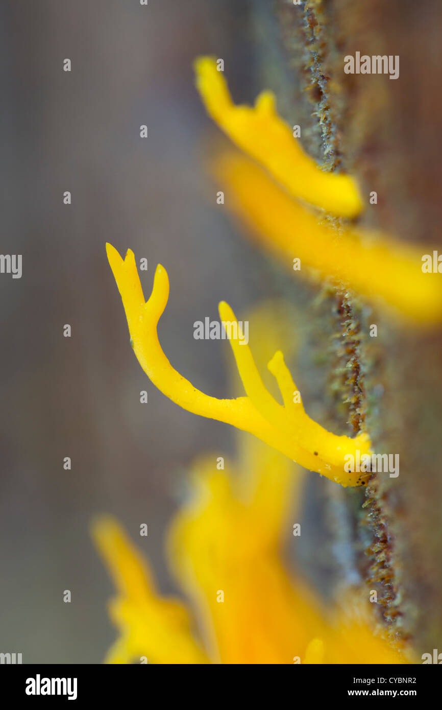 Jelly Antler Fungus; Calocera viscosa; UK Stock Photo